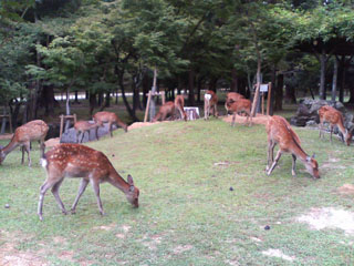 奈良公園